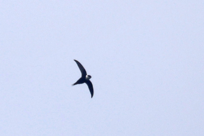 image Lesser Swallow-tailed Swift